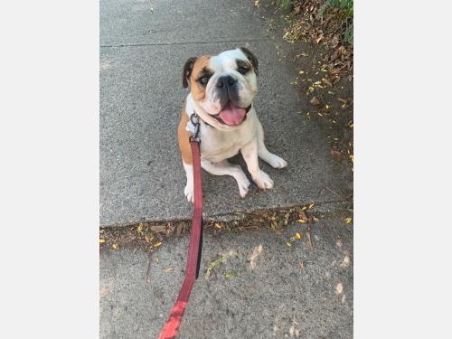 Event image for Read to a Dog (O'Neill)