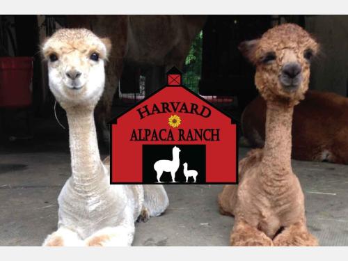 Event image for Summer Reading: Live Animal Program with Harvard Alpaca Ranch (Collins)