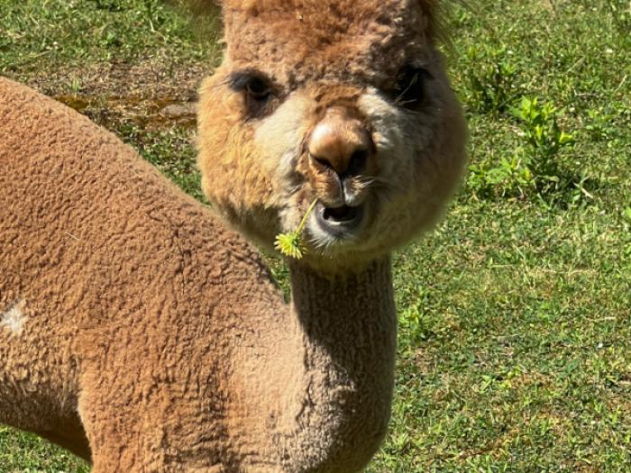 Event image for Summer Reading: Meet an Alpaca (O'Neill)