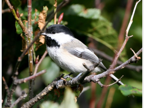 Event image for CPL Nature Club: Morning Bird Watching Walk at Mount Auburn Cemetery (O'Neill)