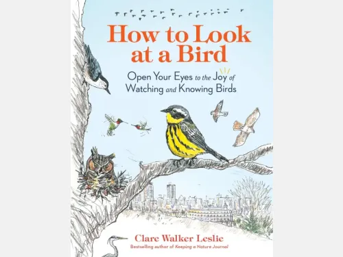 Event image for CPL Nature Club: Cambridge Birds and How to Draw Them with Clare Walker Leslie (O'Neill Branch)