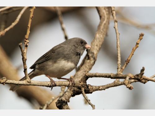 Event image for CPL Nature Club: Morning Bird Watching Walk at Mount Auburn Cemetery (O'Neill)