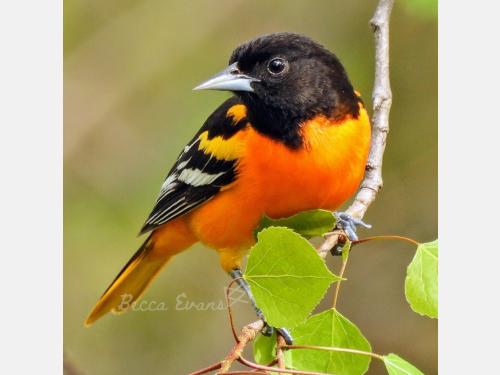 Event image for CPL Nature Club - Spring Birdwatching at Fresh Pond (O'Neill)