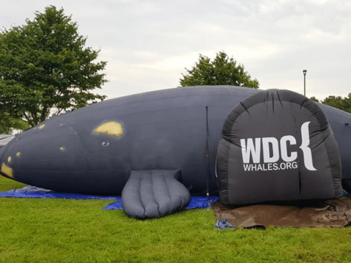 Event image for Celebrate World Oceans Day with Delilah the Whale (O'Neill)