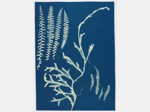 A cyanotype of botanical specimens.