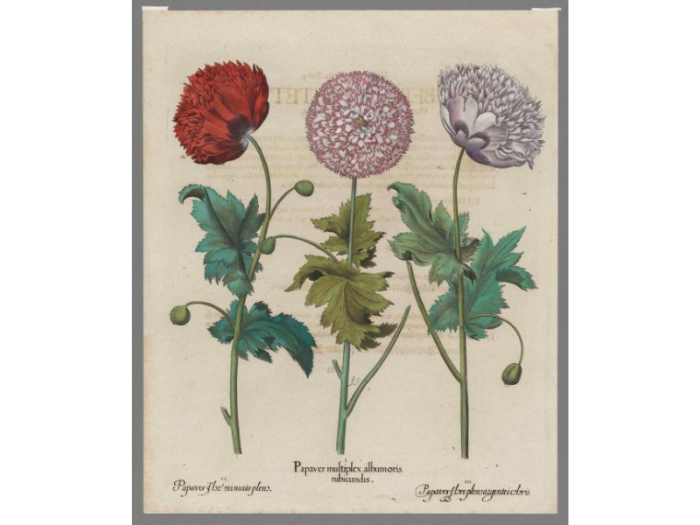 A print showing three red and purple opium poppy plants and their roots, with their Latin names below.