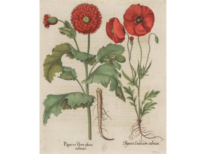 A print showing two red opium poppy plants and their roots, with their Latin names below.