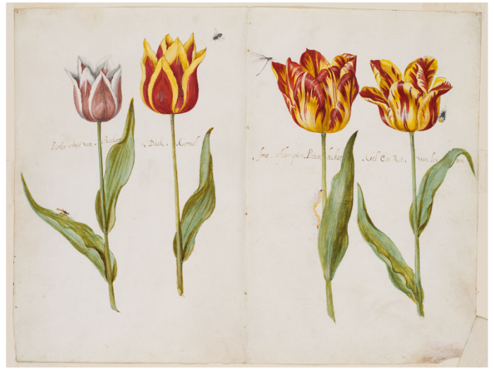 Drawing of four tulips, each with a bug; three have red and yellow petals and one has pink and white.