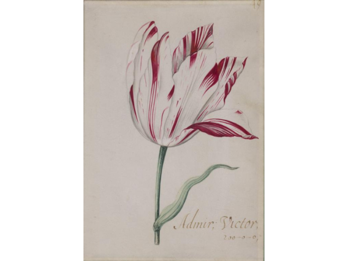 Drawing of a tulip with a short green stem, large red and white petals, and a single green leaf.