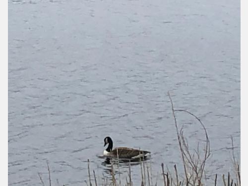 Canada Goose Swimming in the Charles River
